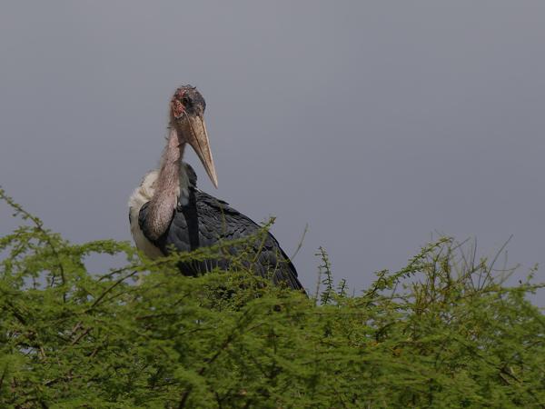 <h3><a href="/trips/tanzania/biota/animalia/chordata/aves/014 ciconiiformes/001 ciconiidae/leptoptilos crumenifer/leptoptilos crumenifer-nl.html">Leptoptilos&nbsp;crumenifer</a> / Marabou&nbsp;stork / Afrikaanse&nbsp;maraboe</h3>OM-1 Mark II met OLYMPUS M.150-400mm F4.5, 1/2500 sec  bij F5.0, ISO 200, afstand 70.7&nbsp;m